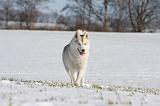 SIBERIAN HUSKY 456